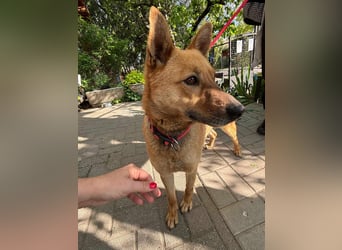 Fanny, 1,5 Jahre, 50cm sucht tierliebe Menschen