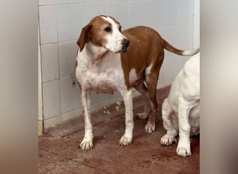 Athena Mischlingshündin ca. 8 Jahre alt in Griechenland