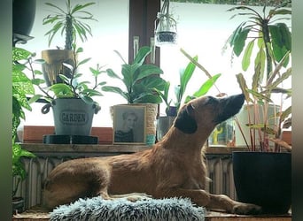 TARO❤️ wartet in 24885 Sieverstedt
