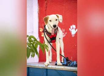ARCHIE - Ein Hund für alle Lebenslagen!