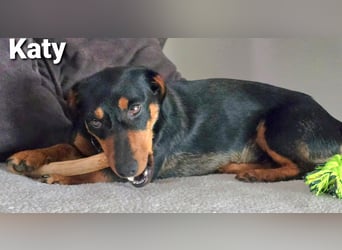 Katy kleines zauberhaftes Dackel Mädchen