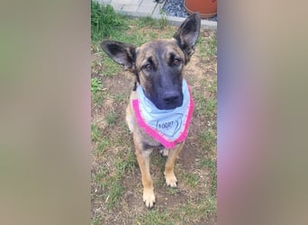 Nala - in 50127 Bergheim auf Pflegestelle