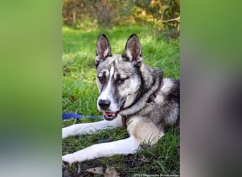 Akela - möchte gemeinsam wachsen!