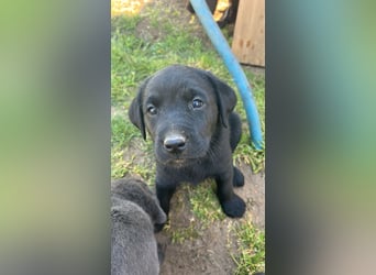 Labrador Welpe schwarz