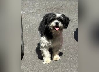 RESERVIERT!!!! Verspielte CARINA (Bichon-Havaneser-Mix) sucht ihr Für-immer-Zuhause!