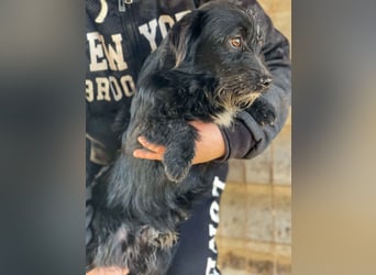 Max-LM, Charmeur auf der Suche nach einem sicheren Zuhause