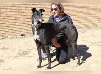 NORMA-klassische Galga: elegant, feinfühlig und voller innerer Stärke