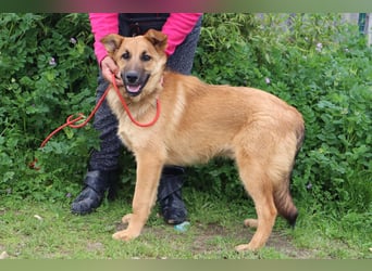 Boss, Mix Collie / Schäferhund, lieb und verträglich