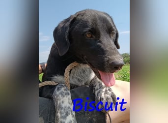 Biscuit geb. 08/2024 (GRC) - verspielter und verschmuster, ausgeglichener Junghund!