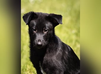 Süße Border Collie -Mudi mix Welpen