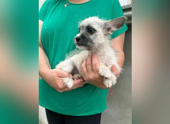 Stella, geboren 01.05.2025, 22cm sucht ihre Menschen