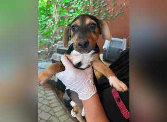 Misty, geboren 25.03.2025, 23cm sucht ihr Körbchen