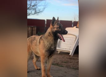 Ivo VI – Kluger, aktiver Malinois-Rüde sucht erfahrenes Zuhause mit Köpfchen