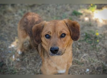 DEXTER – Sanfter Junghund mit tollem Wesen sucht sein Zuhause