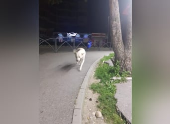 White Bear sucht ein Zuhause