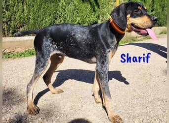 Sharif 05/2024 (ESP Pflegestelle) - sportlicher, hübscher und verschmuster Bracken-Mix Junghund!
