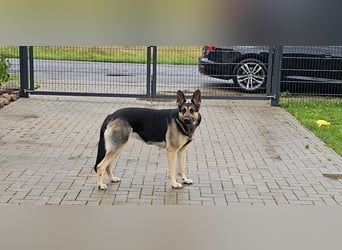 Osteuropäische Schäferhund Welpen