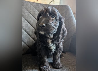 Cockapoo Welpen