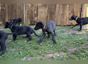 Deerhoundwelpen suchen ein liebevolles Für-Immer-Zuhause