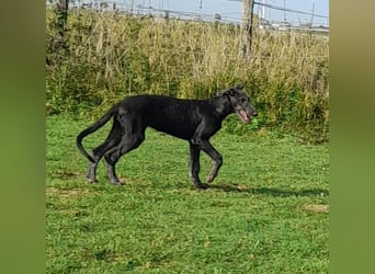 Deerhound Junghund