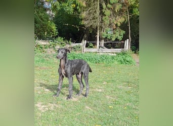 Deerhound Junghund