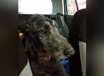 Deerhound Junghund