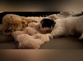 Maltipoo - Welpen - Rüden und Hündin