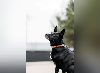 Wunderbarer Charly sucht seine Familie