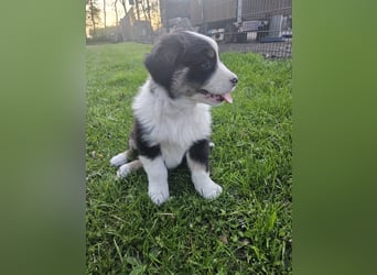 Australian Shepherd x Border Collie Welpen