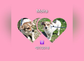 Jack Russel Mix Hündin Moira möchte Rumänien schnell verlassen