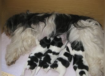 Polski Owczarek Nizinny - Polnischer Niederungs Hütehund -  PON