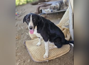 Hübscher Elvis sucht Zuhause für immer!