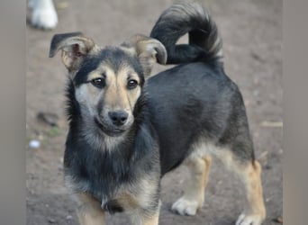 Debby, Schwester von Donny, kleine Mischlings Lady