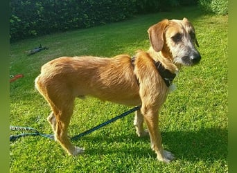 TARO❤️ wartet in 24885 Sieverstedt