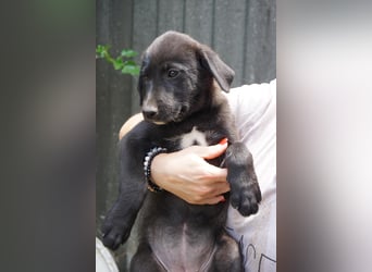 Ruby - sitzt auf gepackten Köfferchen