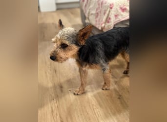 Terry, sucht seine Menschen