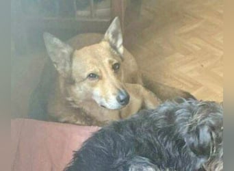 YELLOW sucht ihren Glücksort bei erfahrenen Zweibeinern mit gesichertem Garte