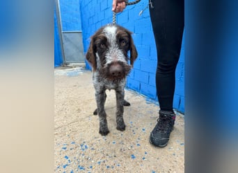 Fito, ein bezaubernder Bube