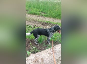 Findus - wurde ausgesetzt