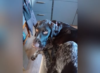 Henry, Deutsch Drahthaar, Rüde, geb. am 23.05.2023, 60 cm