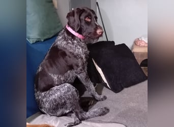 Henry, Deutsch Drahthaar, Rüde, geb. am 23.05.2023, 60 cm