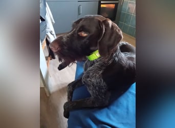 Henry, Deutsch Drahthaar, Rüde, geb. am 23.05.2023, 60 cm