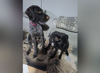 Henry, Deutsch Drahthaar, Rüde, geb. am 23.05.2023, 60 cm