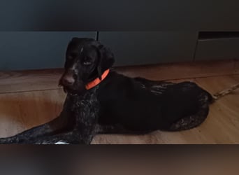 Henry, Deutsch Drahthaar, Rüde, geb. am 23.05.2023, 60 cm