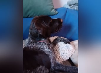 Henry, Deutsch Drahthaar, Rüde, geb. am 23.05.2023, 60 cm