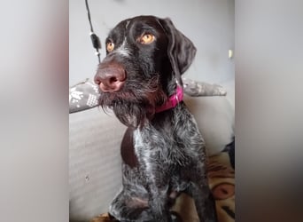 Henry, Deutsch Drahthaar, Rüde, geb. am 23.05.2023, 60 cm