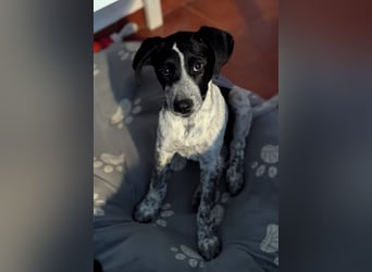 Kleine Juna sucht eine Familie