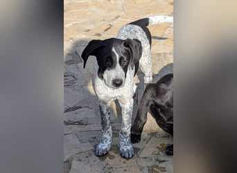 Kleine Juna sucht eine Familie