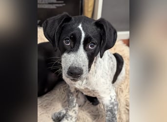 Kleine Juna sucht eine Familie