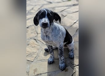 Kleine Juna sucht eine Familie